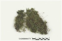 藏品(棉苔屬)的圖片